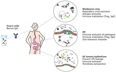 Effects of Bovine Immunoglobulins on Immune Function, Allergy, and Infection